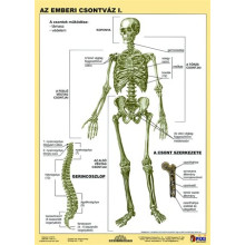 Tanulói munkalap, A4, STIEFEL "Az emberi csontváz"