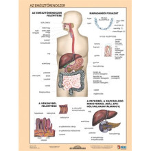 STIEFEL Tanulói munkalap, A4,  STIEFEL "Az emésztőrendszer"